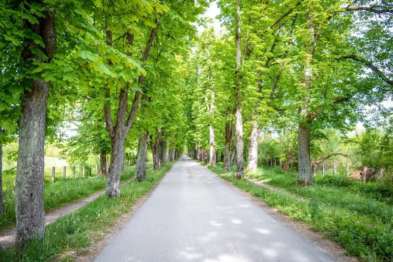Saraybosna